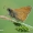 Ochlodes sylvanus - Miškinis storgalvis | Fotografijos autorius : Arūnas Eismantas | © Macrogamta.lt | Šis tinklapis priklauso bendruomenei kuri domisi makro fotografija ir fotografuoja gyvąjį makro pasaulį.