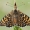 Melitaea cinxia - Rudgelsvė šaškytė | Fotografijos autorius : Arūnas Eismantas | © Macrogamta.lt | Šis tinklapis priklauso bendruomenei kuri domisi makro fotografija ir fotografuoja gyvąjį makro pasaulį.