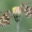 Melitaea cinxia - Rudgelsvė šaškytė | Fotografijos autorius : Arūnas Eismantas | © Macrogamta.lt | Šis tinklapis priklauso bendruomenei kuri domisi makro fotografija ir fotografuoja gyvąjį makro pasaulį.