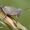 Oedipoda caerulescens - Mėlynsparnis tarkšlys | Fotografijos autorius : Arūnas Eismantas | © Macrogamta.lt | Šis tinklapis priklauso bendruomenei kuri domisi makro fotografija ir fotografuoja gyvąjį makro pasaulį.