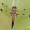 Libellula quadrimaculata - Keturtaškė skėtė | Fotografijos autorius : Arūnas Eismantas | © Macrogamta.lt | Šis tinklapis priklauso bendruomenei kuri domisi makro fotografija ir fotografuoja gyvąjį makro pasaulį.