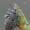 Otiorhynchus tristis - Tamsusis pjovėjas | Fotografijos autorius : Arūnas Eismantas | © Macrogamta.lt | Šis tinklapis priklauso bendruomenei kuri domisi makro fotografija ir fotografuoja gyvąjį makro pasaulį.