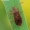 Rhopalus maculatus - Geltonpilvė kampuotblakė | Fotografijos autorius : Arūnas Eismantas | © Macrogamta.lt | Šis tinklapis priklauso bendruomenei kuri domisi makro fotografija ir fotografuoja gyvąjį makro pasaulį.