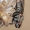 Leucophora obtusa - Žiedenė | Fotografijos autorius : Arūnas Eismantas | © Macrogamta.lt | Šis tinklapis priklauso bendruomenei kuri domisi makro fotografija ir fotografuoja gyvąjį makro pasaulį.