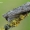 Cucullia lucifuga - Pieninė kukulija | Fotografijos autorius : Arūnas Eismantas | © Macrogamta.lt | Šis tinklapis priklauso bendruomenei kuri domisi makro fotografija ir fotografuoja gyvąjį makro pasaulį.