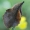 Ąžuolalapis verpikas - Gastropacha quercifolia | Fotografijos autorius : Arūnas Eismantas | © Macrogamta.lt | Šis tinklapis priklauso bendruomenei kuri domisi makro fotografija ir fotografuoja gyvąjį makro pasaulį.