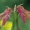 Deilephila porcellus - Mažasis sfinksas | Fotografijos autorius : Arūnas Eismantas | © Macrogamta.lt | Šis tinklapis priklauso bendruomenei kuri domisi makro fotografija ir fotografuoja gyvąjį makro pasaulį.