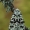 Ąžuolkerpinis vėlyvis - Griposia aprilina | Fotografijos autorius : Arūnas Eismantas | © Macrogamta.lt | Šis tinklapis priklauso bendruomenei kuri domisi makro fotografija ir fotografuoja gyvąjį makro pasaulį.