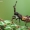 Arkliarūgštinė kampuotblakė - Coreus marginatus, nimfa | Fotografijos autorius : Arūnas Eismantas | © Macrogamta.lt | Šis tinklapis priklauso bendruomenei kuri domisi makro fotografija ir fotografuoja gyvąjį makro pasaulį.