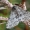 Sniegsprindis - Phigalia pilosaria | Fotografijos autorius : Arūnas Eismantas | © Macrogamta.lt | Šis tinklapis priklauso bendruomenei kuri domisi makro fotografija ir fotografuoja gyvąjį makro pasaulį.