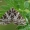 Baltatinklis sprindžius - Eustroma reticulata  | Fotografijos autorius : Arūnas Eismantas | © Macrogamta.lt | Šis tinklapis priklauso bendruomenei kuri domisi makro fotografija ir fotografuoja gyvąjį makro pasaulį.
