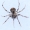 Pelkinis voraėdis - Ero cambridgei | Fotografijos autorius : Arūnas Eismantas | © Macrogamta.lt | Šis tinklapis priklauso bendruomenei kuri domisi makro fotografija ir fotografuoja gyvąjį makro pasaulį.