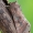 Daržinis pelėdgalvis - Lacanobia oleracea | Fotografijos autorius : Arūnas Eismantas | © Macrogamta.lt | Šis tinklapis priklauso bendruomenei kuri domisi makro fotografija ir fotografuoja gyvąjį makro pasaulį.