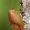 Lapasparnis - Drepanepteryx phalaenoides | Fotografijos autorius : Arūnas Eismantas | © Macrogamta.lt | Šis tinklapis priklauso bendruomenei kuri domisi makro fotografija ir fotografuoja gyvąjį makro pasaulį.