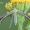 Merrifieldia leucodactyla - Plautinis pirštasparnis | Fotografijos autorius : Arūnas Eismantas | © Macrogamta.lt | Šis tinklapis priklauso bendruomenei kuri domisi makro fotografija ir fotografuoja gyvąjį makro pasaulį.