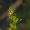 Lygus gemellatus – Žolblakė | Fotografijos autorius : Darius Baužys | © Macrogamta.lt | Šis tinklapis priklauso bendruomenei kuri domisi makro fotografija ir fotografuoja gyvąjį makro pasaulį.