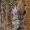 Papestra biren - Palinis pelėdgalvis | Fotografijos autorius : Darius Baužys | © Macrogamta.lt | Šis tinklapis priklauso bendruomenei kuri domisi makro fotografija ir fotografuoja gyvąjį makro pasaulį.