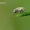 Phyllobius pomaceus - Dilgėlinis lapinukas | Fotografijos autorius : Darius Baužys | © Macrogamta.lt | Šis tinklapis priklauso bendruomenei kuri domisi makro fotografija ir fotografuoja gyvąjį makro pasaulį.