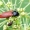 Ampedus pomonae - Kelmaspragšis | Fotografijos autorius : Darius Baužys | © Macrogamta.lt | Šis tinklapis priklauso bendruomenei kuri domisi makro fotografija ir fotografuoja gyvąjį makro pasaulį.