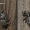 Plaukuotasis dėmėtšokis - Attulus pubescens  | Fotografijos autorius : Darius Baužys | © Macrogamta.lt | Šis tinklapis priklauso bendruomenei kuri domisi makro fotografija ir fotografuoja gyvąjį makro pasaulį.