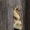 Aethes rubigana - Varnalėšinis siaurasparnis lapsukis | Fotografijos autorius : Darius Baužys | © Macrogamta.lt | Šis tinklapis priklauso bendruomenei kuri domisi makro fotografija ir fotografuoja gyvąjį makro pasaulį.