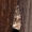 Celypha rivulana - Tinklajuostė celifa | Fotografijos autorius : Darius Baužys | © Macrogamta.lt | Šis tinklapis priklauso bendruomenei kuri domisi makro fotografija ir fotografuoja gyvąjį makro pasaulį.