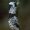 Beržinis dviuodegis - Furcula bicuspis | Fotografijos autorius : Darius Baužys | © Macrogamta.lt | Šis tinklapis priklauso bendruomenei kuri domisi makro fotografija ir fotografuoja gyvąjį makro pasaulį.