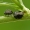 Dobilinė kamuolblakė - Coptosoma scutellatum | Fotografijos autorius : Darius Baužys | © Macrogamta.lt | Šis tinklapis priklauso bendruomenei kuri domisi makro fotografija ir fotografuoja gyvąjį makro pasaulį.