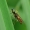 Plokščiamusė - Chloromyia formosa | Fotografijos autorius : Darius Baužys | © Macrogamta.lt | Šis tinklapis priklauso bendruomenei kuri domisi makro fotografija ir fotografuoja gyvąjį makro pasaulį.