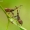 Arkliarūgštinė kampuotblakė - Coreus marginatus (Linnaeus- 1758)- nimfa | Fotografijos autorius : Darius Baužys | © Macrogamta.lt | Šis tinklapis priklauso bendruomenei kuri domisi makro fotografija ir fotografuoja gyvąjį makro pasaulį.