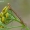 Mėlyninis žievėsprindis - Ectropis crepuscularia, vikšras | Fotografijos autorius : Darius Baužys | © Macrogamta.lt | Šis tinklapis priklauso bendruomenei kuri domisi makro fotografija ir fotografuoja gyvąjį makro pasaulį.