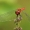 Kruvinoji skėtė - Sympetrum sanguineum, patinas  | Fotografijos autorius : Darius Baužys | © Macrogamta.lt | Šis tinklapis priklauso bendruomenei kuri domisi makro fotografija ir fotografuoja gyvąjį makro pasaulį.