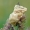 Malacosoma castrensis - Žolinis verpikas | Fotografijos autorius : Darius Baužys | © Macrogamta.lt | Šis tinklapis priklauso bendruomenei kuri domisi makro fotografija ir fotografuoja gyvąjį makro pasaulį.