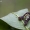 Didysis žiemsprindis - Erannis defoliaria, vikšras | Fotografijos autorius : Darius Baužys | © Macrogamta.lt | Šis tinklapis priklauso bendruomenei kuri domisi makro fotografija ir fotografuoja gyvąjį makro pasaulį.