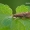 Hydropsyche angustipennis – Apsiuva | Fotografijos autorius : Darius Baužys | © Macrogamta.lt | Šis tinklapis priklauso bendruomenei kuri domisi makro fotografija ir fotografuoja gyvąjį makro pasaulį.