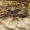 Miškinis trūnėsvoris - Acantholycosa lignaria | Fotografijos autorius : Romas Ferenca | © Macrogamta.lt | Šis tinklapis priklauso bendruomenei kuri domisi makro fotografija ir fotografuoja gyvąjį makro pasaulį.