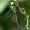 Aeshna cyanea - Mėlynžiedis laumžirgis | Fotografijos autorius : Romas Ferenca | © Macrogamta.lt | Šis tinklapis priklauso bendruomenei kuri domisi makro fotografija ir fotografuoja gyvąjį makro pasaulį.