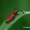 Anostirus purpureus - Raudonasis pievaspragšis | Fotografijos autorius : Romas Ferenca | © Macrogamta.lt | Šis tinklapis priklauso bendruomenei kuri domisi makro fotografija ir fotografuoja gyvąjį makro pasaulį.