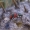 Raštuotasis pūsliavabalis - Anthocomus equestris | Fotografijos autorius : Romas Ferenca | © Macrogamta.lt | Šis tinklapis priklauso bendruomenei kuri domisi makro fotografija ir fotografuoja gyvąjį makro pasaulį.