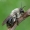 Smėliabitė - Andrena vaga | Fotografijos autorius : Romas Ferenca | © Macrogamta.lt | Šis tinklapis priklauso bendruomenei kuri domisi makro fotografija ir fotografuoja gyvąjį makro pasaulį.