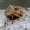 Gūbriuotasis kryžiuotis - Aranaeus angulatus | Fotografijos autorius : Romas Ferenca | © Macrogamta.lt | Šis tinklapis priklauso bendruomenei kuri domisi makro fotografija ir fotografuoja gyvąjį makro pasaulį.