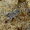 Pilkasis pasalūnas - Arctosa cinerea | Fotografijos autorius : Romas Ferenca | © Macrogamta.lt | Šis tinklapis priklauso bendruomenei kuri domisi makro fotografija ir fotografuoja gyvąjį makro pasaulį.