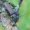 Rudasis gaisrasekis - Arhopalus rusticus | Fotografijos autorius : Romas Ferenca | © Macrogamta.lt | Šis tinklapis priklauso bendruomenei kuri domisi makro fotografija ir fotografuoja gyvąjį makro pasaulį.