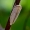 Cikadėlė - Athysanus argentarius | Fotografijos autorius : Romas Ferenca | © Macrogamta.lt | Šis tinklapis priklauso bendruomenei kuri domisi makro fotografija ir fotografuoja gyvąjį makro pasaulį.