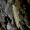 Pušinė batrachedra - Batrachedra pinicolella | Fotografijos autorius : Romas Ferenca | © Macrogamta.lt | Šis tinklapis priklauso bendruomenei kuri domisi makro fotografija ir fotografuoja gyvąjį makro pasaulį.