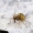Skorpionmusė - Boreus westwoodi | Fotografijos autorius : Romas Ferenca | © Macrogamta.lt | Šis tinklapis priklauso bendruomenei kuri domisi makro fotografija ir fotografuoja gyvąjį makro pasaulį.