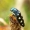 Buprestis octoguttata - Aštuoniataškis blizgiavabalis | Fotografijos autorius : Romas Ferenca | © Macrogamta.lt | Šis tinklapis priklauso bendruomenei kuri domisi makro fotografija ir fotografuoja gyvąjį makro pasaulį.