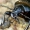 Carabus coriaceus - Didysis puošniažygis | Fotografijos autorius : Romas Ferenca | © Macrogamta.lt | Šis tinklapis priklauso bendruomenei kuri domisi makro fotografija ir fotografuoja gyvąjį makro pasaulį.