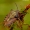 Carpocoris purpureipennis - Rausvasparnė skydblakė | Fotografijos autorius : Romas Ferenca | © Macrogamta.lt | Šis tinklapis priklauso bendruomenei kuri domisi makro fotografija ir fotografuoja gyvąjį makro pasaulį.
