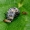 Kupramusės - Phalacrotophora fasciata  | Fotografijos autorius : Romas Ferenca | © Macrogamta.lt | Šis tinklapis priklauso bendruomenei kuri domisi makro fotografija ir fotografuoja gyvąjį makro pasaulį.